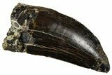 Carcharodontosaurus Tooth with Rock - Dekkar Formation, Morocco #370290-3